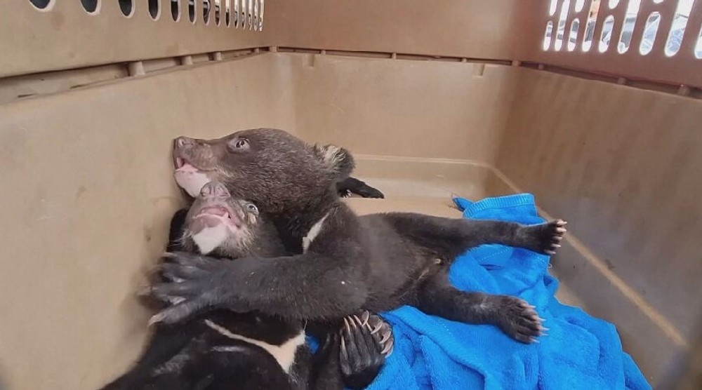 zachranene medvede (6)