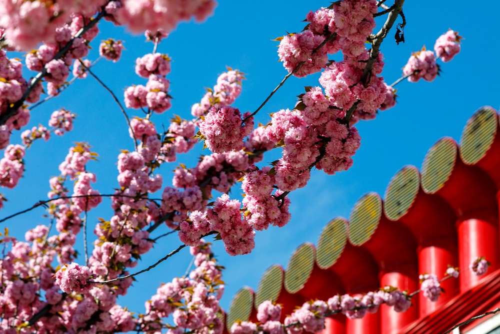 03042024_sakura_5032347