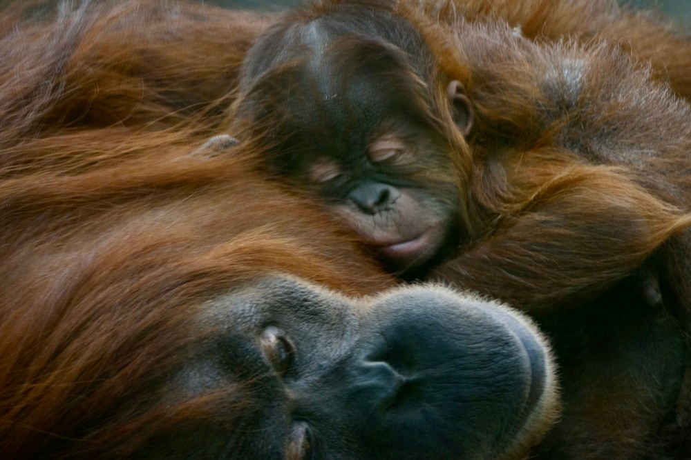 V bratislavskej zoo sa narodilo mláďa orangutana sumatrianskeho