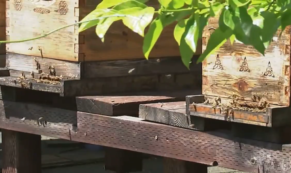 Screenshot 2024-05-05 102230