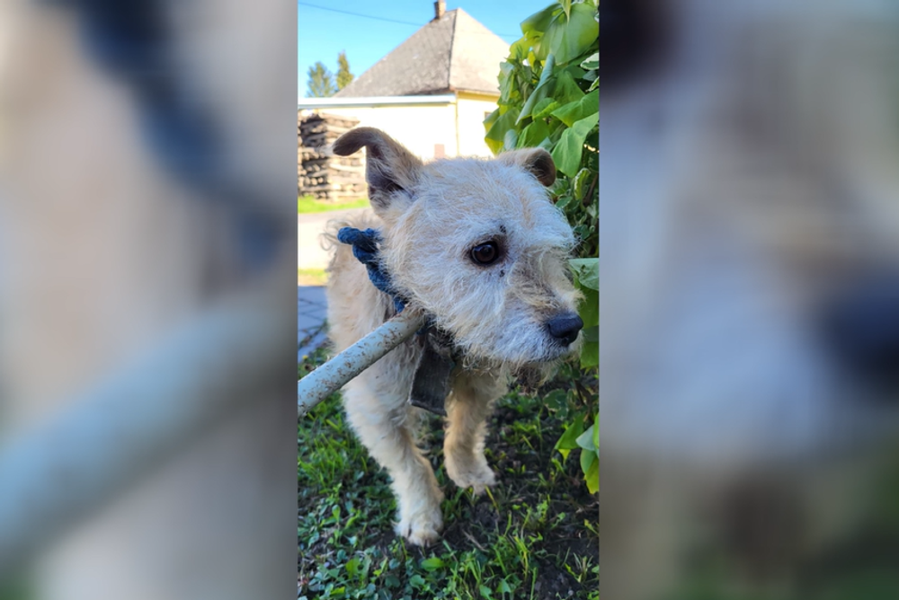 Nevinné obete ľudskej krutosti: Dva psíky mali lano vrastené do krku 