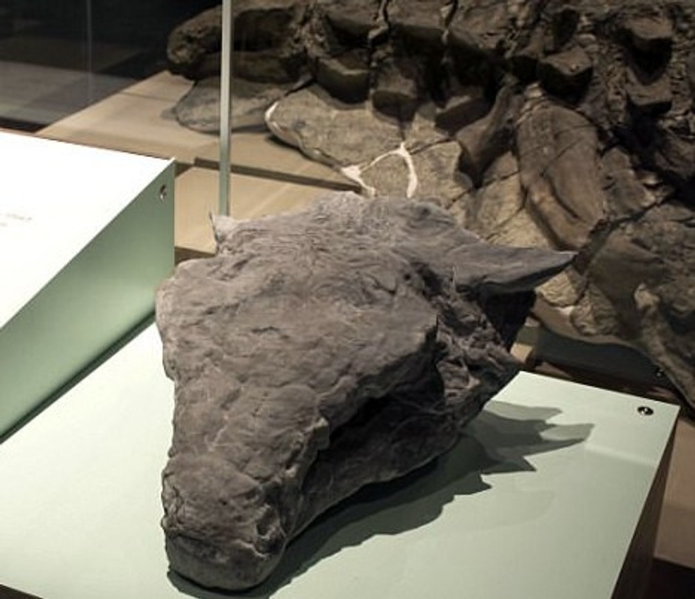 nodosaurus