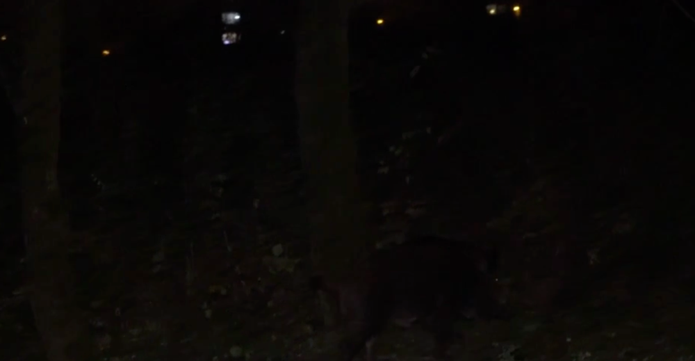 Diviaky na návšteve v Košiciach