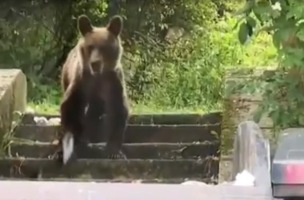 Už niekoľko dní Ružomberok pravidelne navštevuje mladý medveď. Neodplašia ho už ani policajné sirény