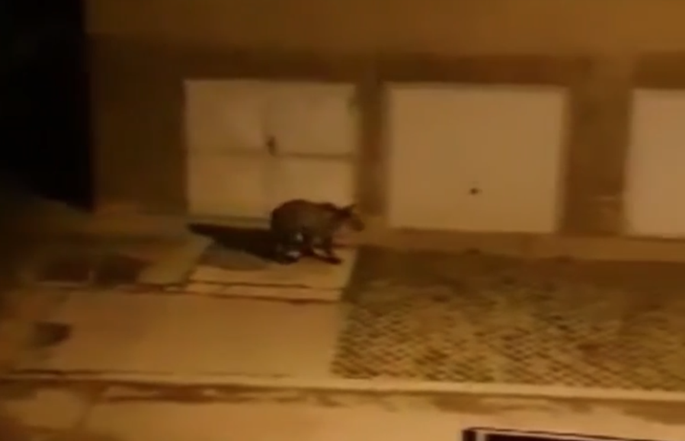 Už niekoľko dní Ružomberok pravidelne navštevuje mladý medveď. Neodplašia ho už ani policajné sirény