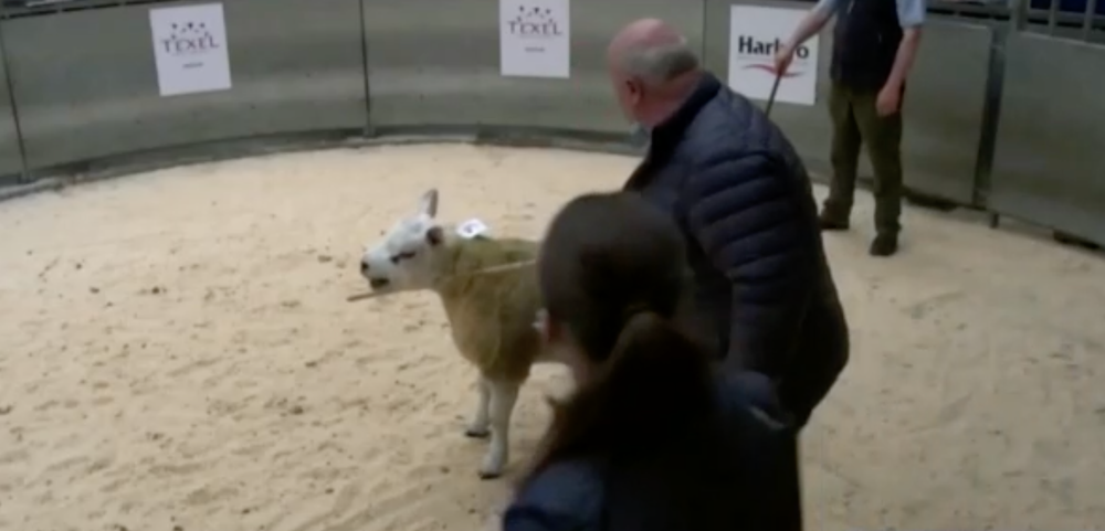 Najdrahší baranček na svete