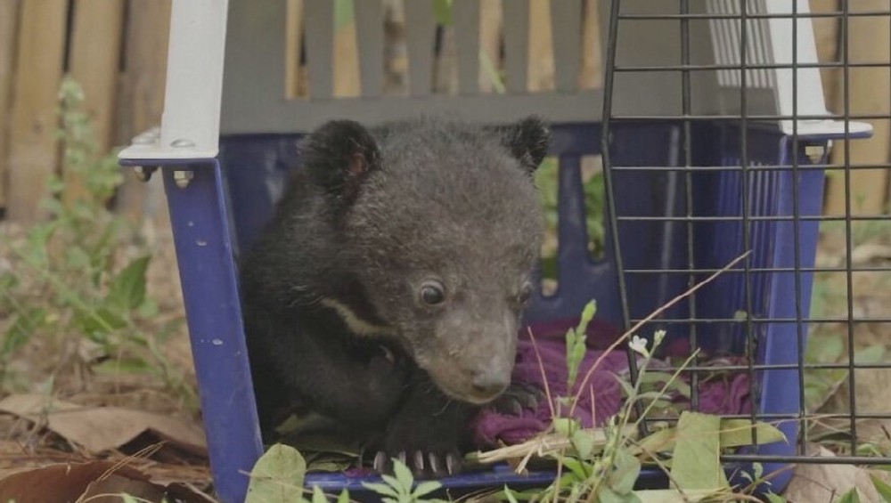 zachranene medvede (2)