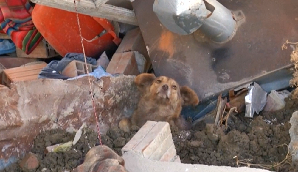 Z ruín domu zachránili psíka