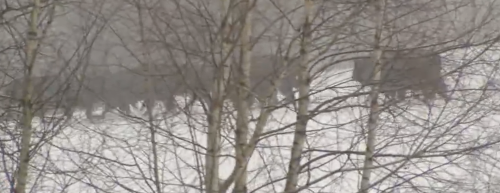 Stopovanie zubrov v Poloninách