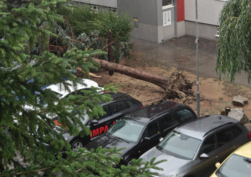 Vyvrátený strom po búrke v Podunajských Biskupiciach