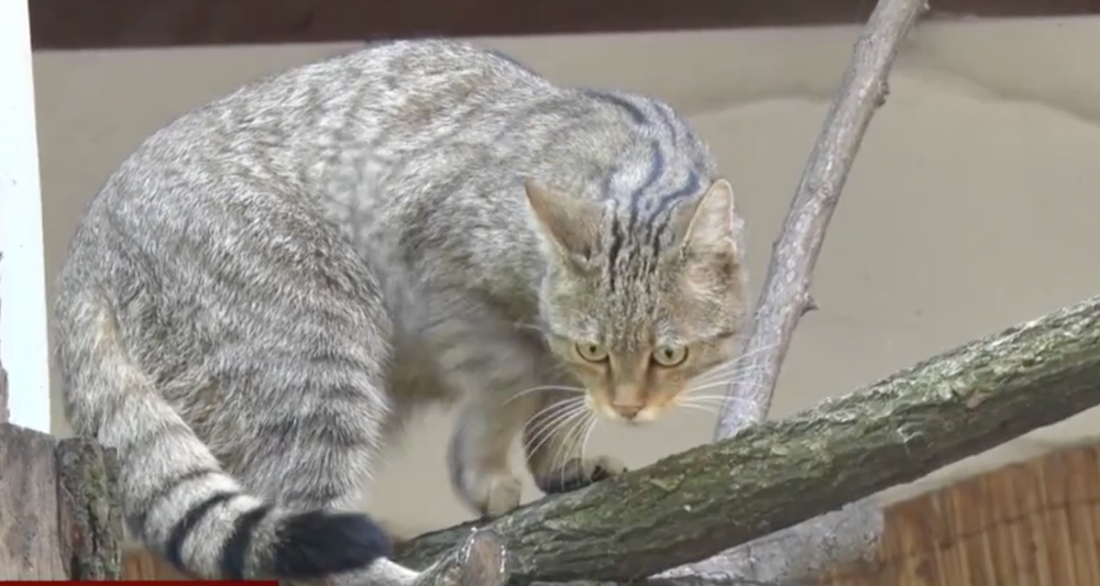 Netradične rozsiahle pátranie  po mačke divej