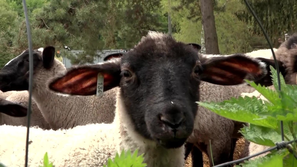 [multi] Kradez jahniat 690