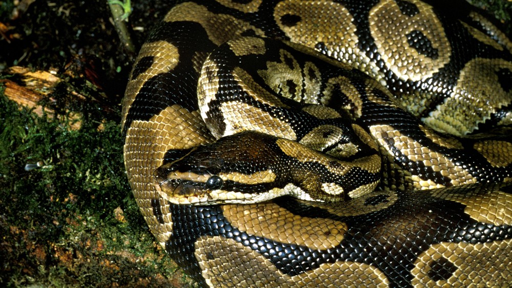 had pytón