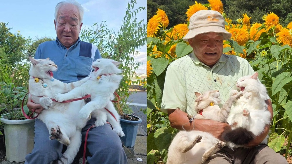 Japonský starček a jeho dve mačky