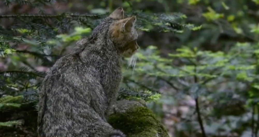 Netradične rozsiahle pátranie  po mačke divej
