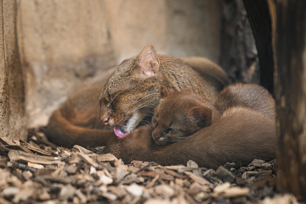 539514486_1185481620279661_6237593285874082012_n