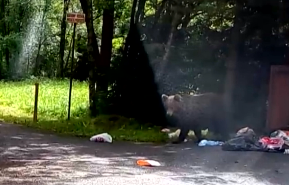 Už niekoľko rokov sa obyvatelia Vysokých Tatier márne sťažujú na premnožený počet medveďov, situácia sa podľa mesta zhoršuje 