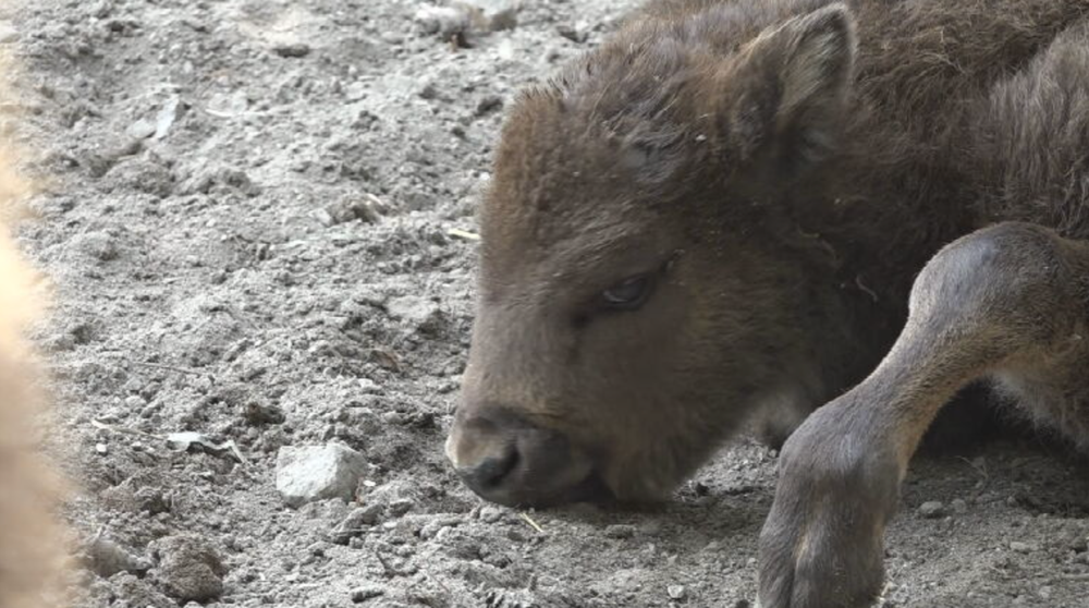zubríčatko v sninskej ZOO 2024-05-29 o 9.00.50