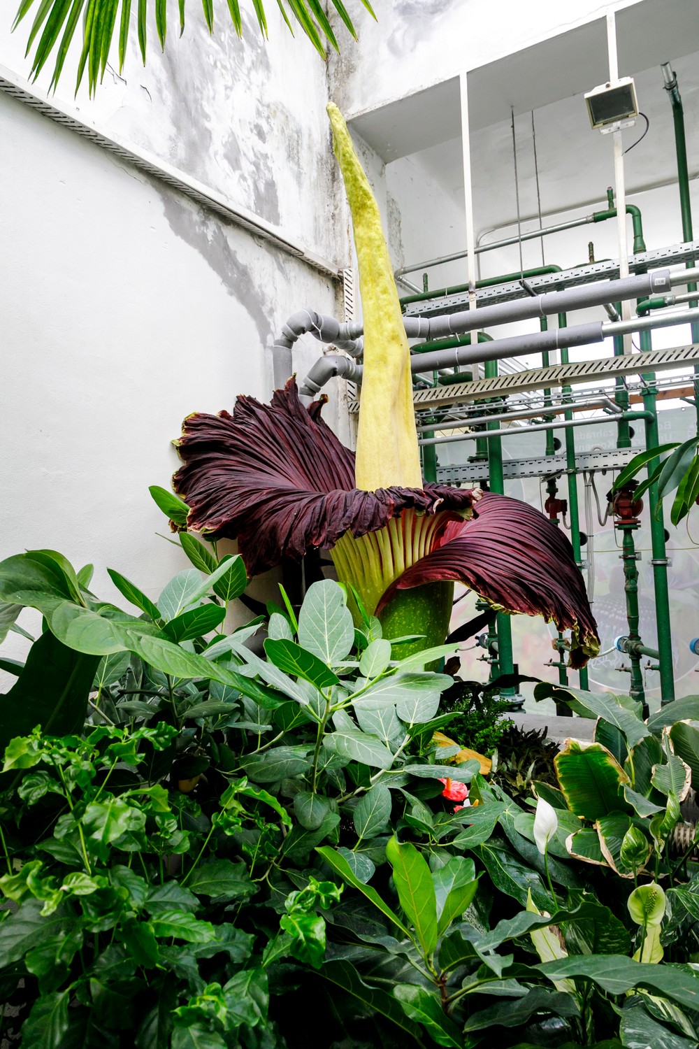 Raritný kvet v Botanickej záhrade