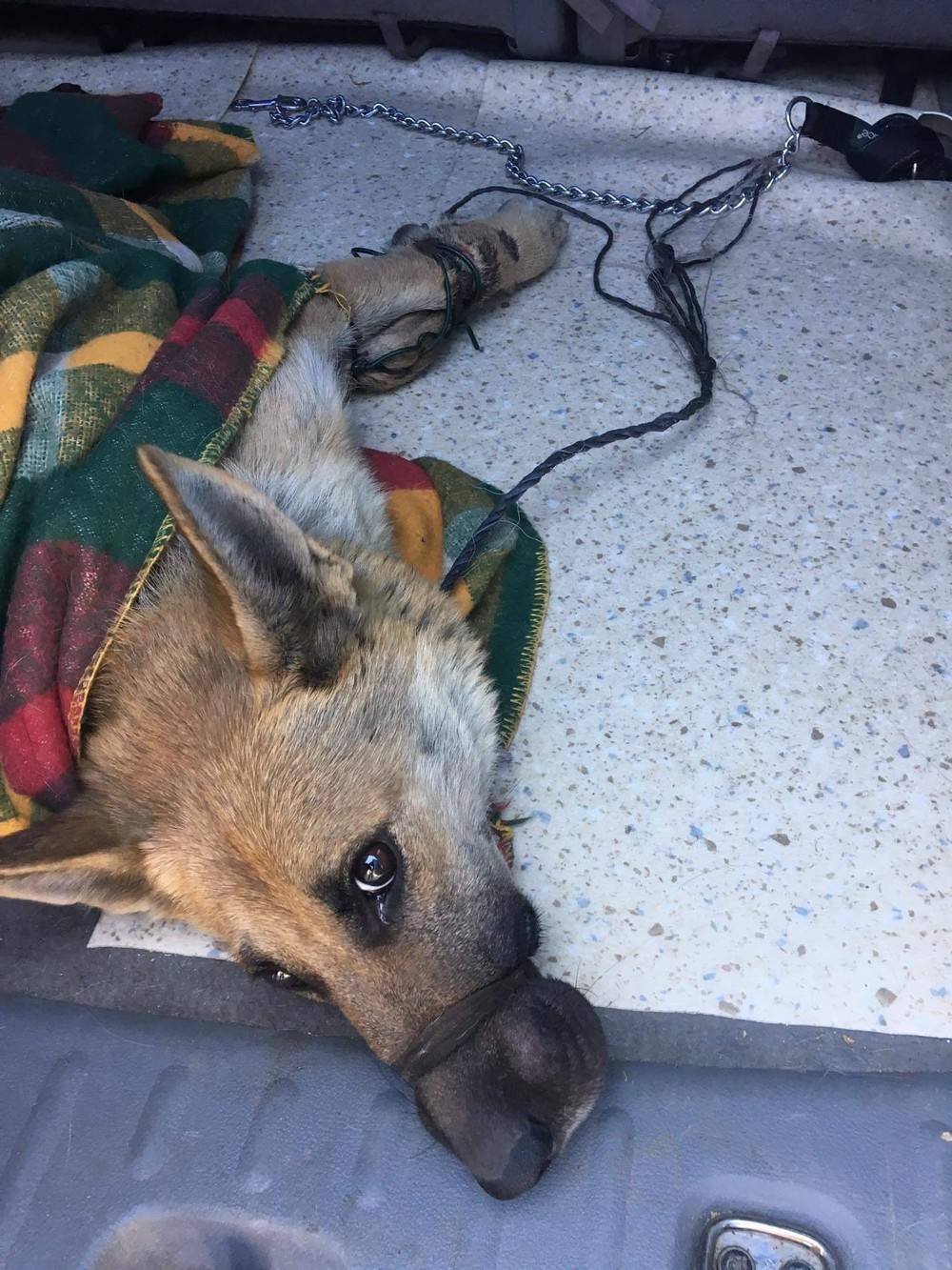 Pri Košiciach niekto vyhodil pod most zviazanú fenku