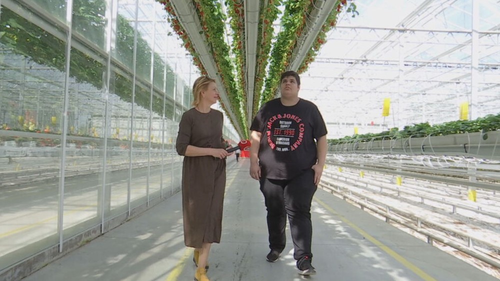 jahodový skleník (9)