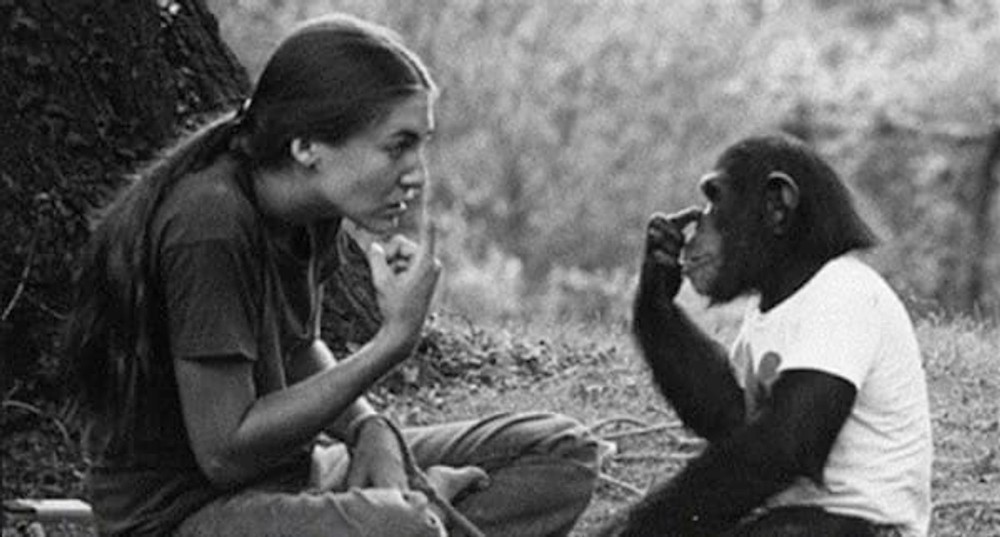 Medzi výskumníčkou Kat a Washoe vznikol priateľský vzťah. Washoe sa často pýtala tehotnej Kat na jej dieťa.