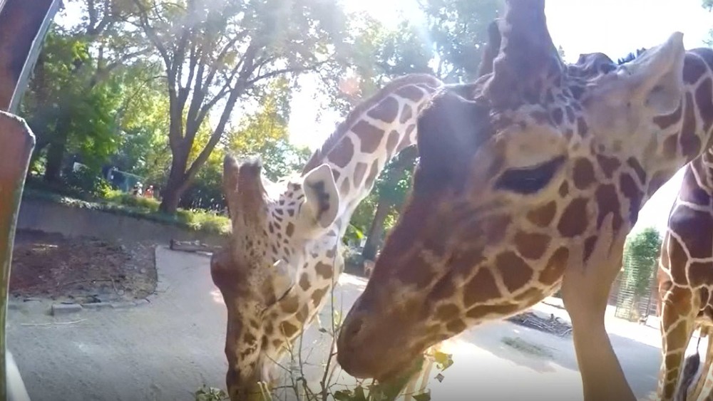 žirafy obhryzávajú krík