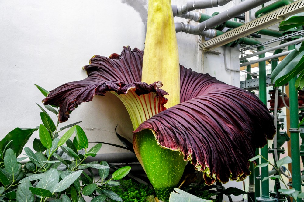 Raritný kvet v Botanickej záhrade