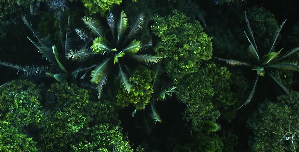 maugli pre nevidiacich