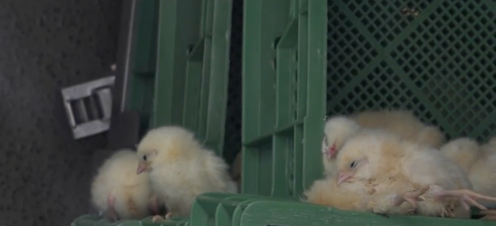 Kamión plný kuriatok zišiel z cesty