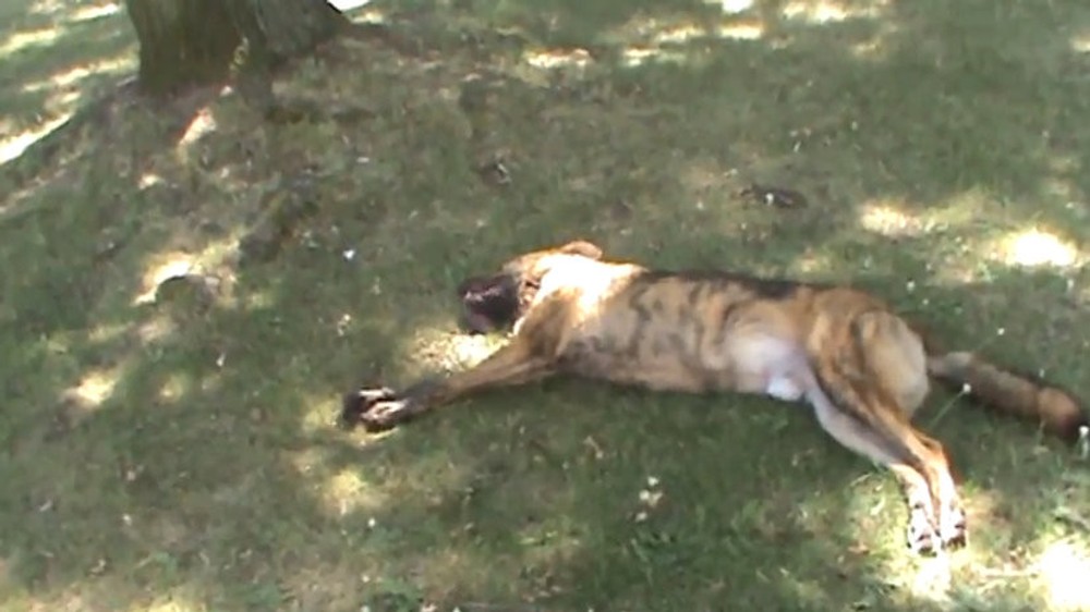 Policajti zachránili život trom psom, vyslobodili ich zo zamknutého auta