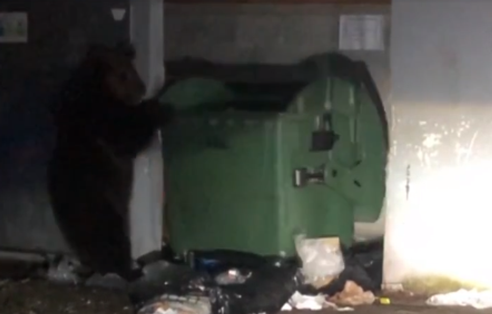 Riskantné zábery v Tatrách. Mladá žena stála len pár metrov od medvedice s mladými 