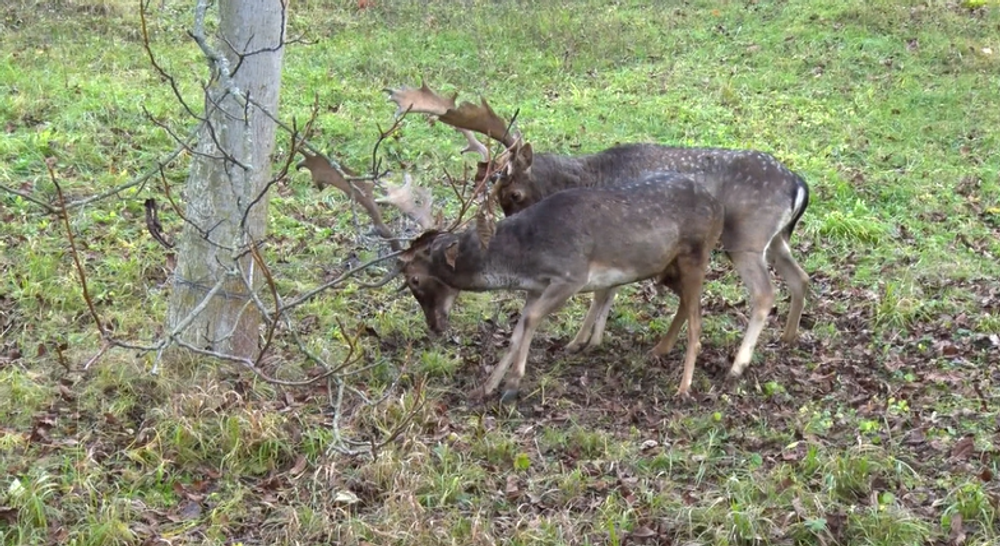 Poľovníci zachraňovali dvoch danielov. Vysileným zvieratám pomohli v poslednej chvíli