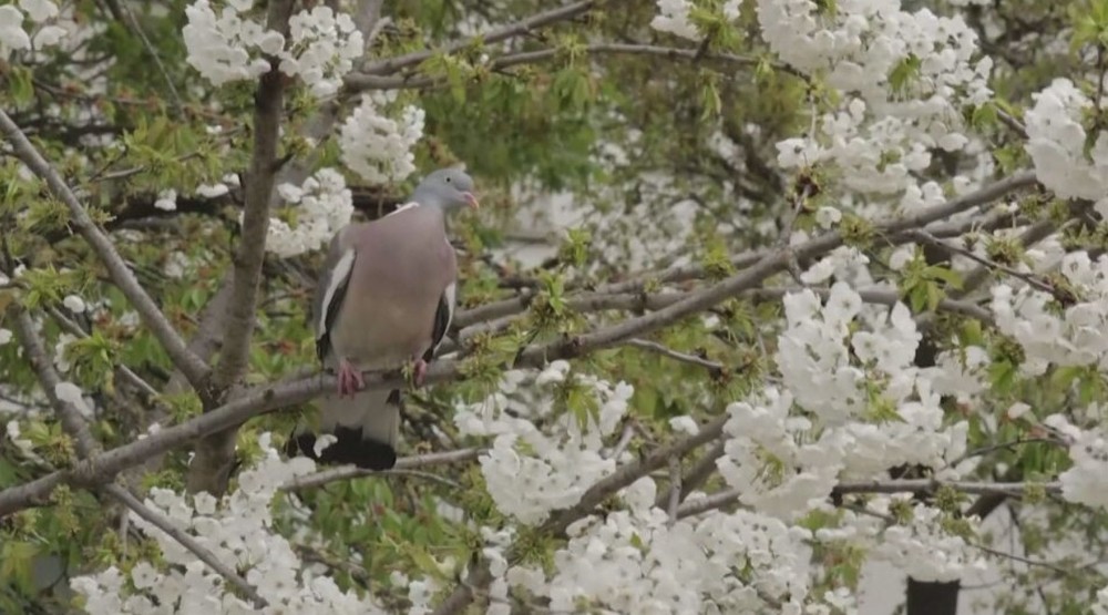 kvety il jar stormy kvet (3)