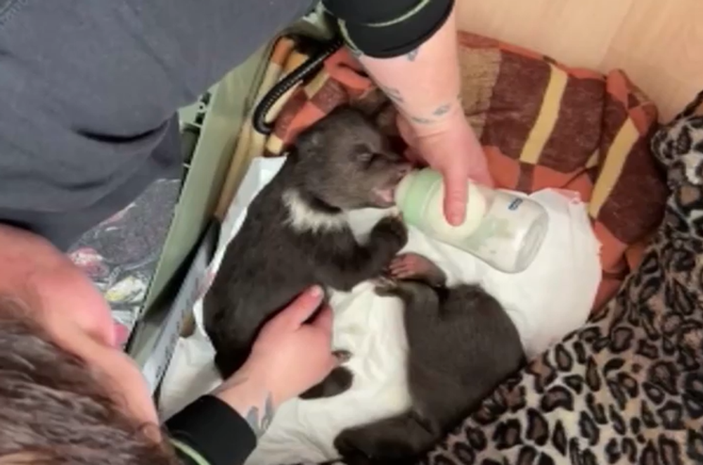 Medvieďatká v Zoo Bojnice 5