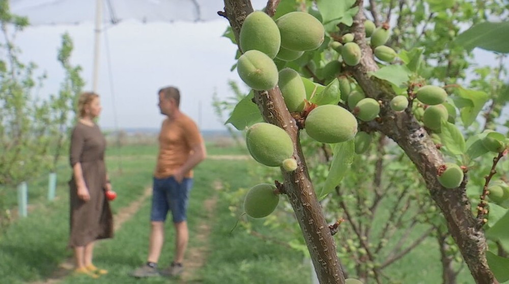 teplotne rekordy pocasie kvety (5)