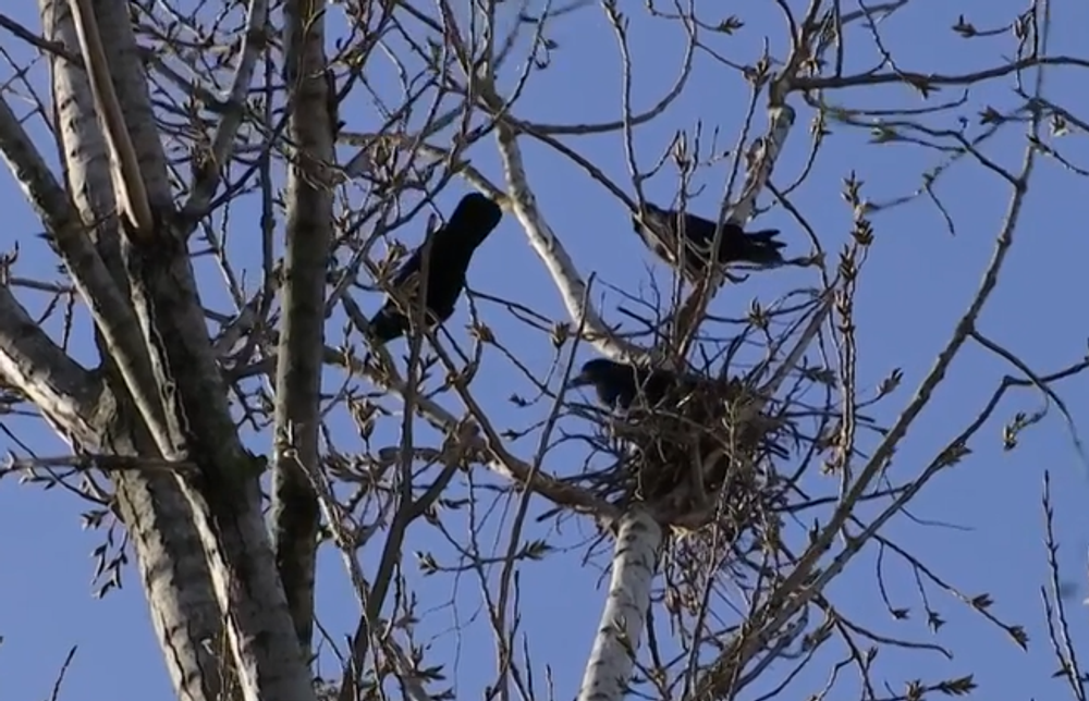 Havrany v Nových Zámkoch 5