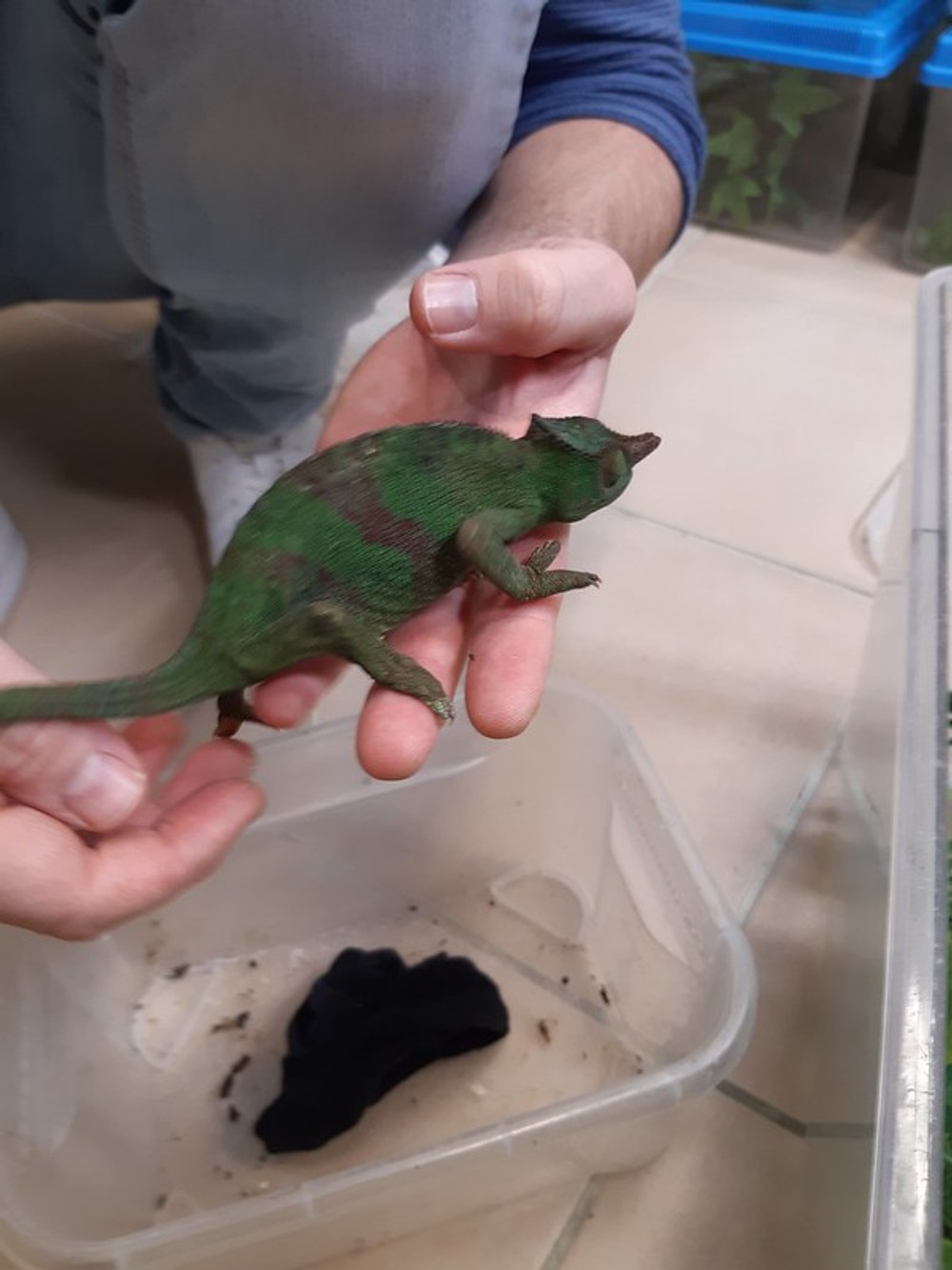 Colná polícia zadržala chameleónov na letisku 