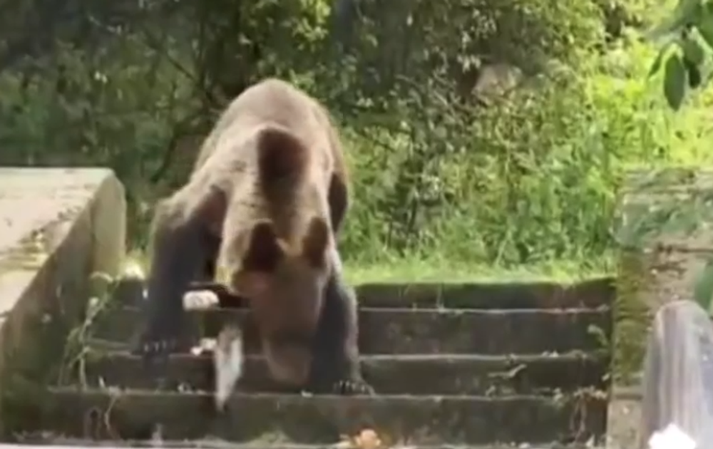 Už niekoľko dní Ružomberok pravidelne navštevuje mladý medveď. Neodplašia ho už ani policajné sirény