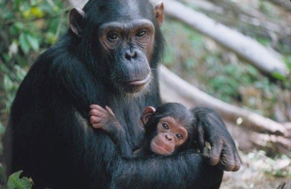 So svojim prisvojeným synom sa zblížili za jeden deň.