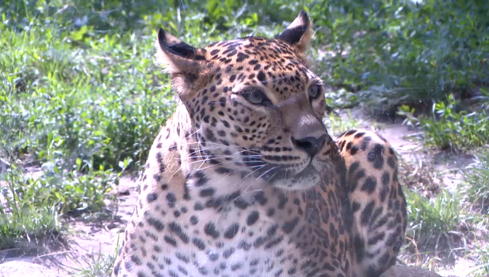 leopard