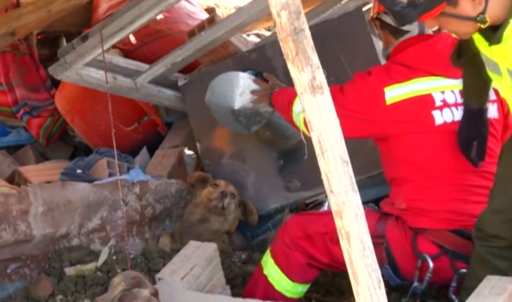 Z ruín domu zachránili psíka