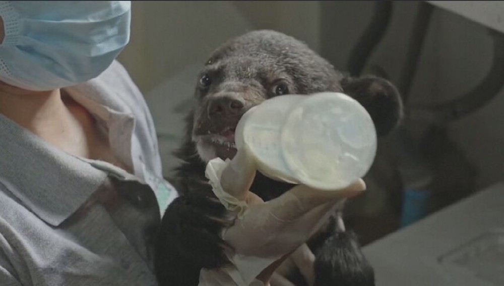 zachranene medvede (10)