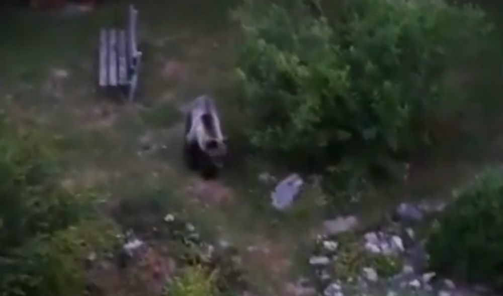 Už niekoľko dní Ružomberok pravidelne navštevuje mladý medveď. Neodplašia ho už ani policajné sirény