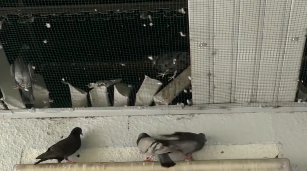Uväznené holuby v košickej nemocnici