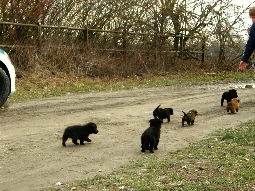 Pri Gabčíkove niekto vyhodil šteniatka k Dunaju, život im zachránila polícia