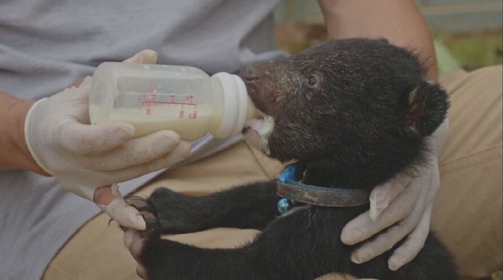 zachranene medvede (9)