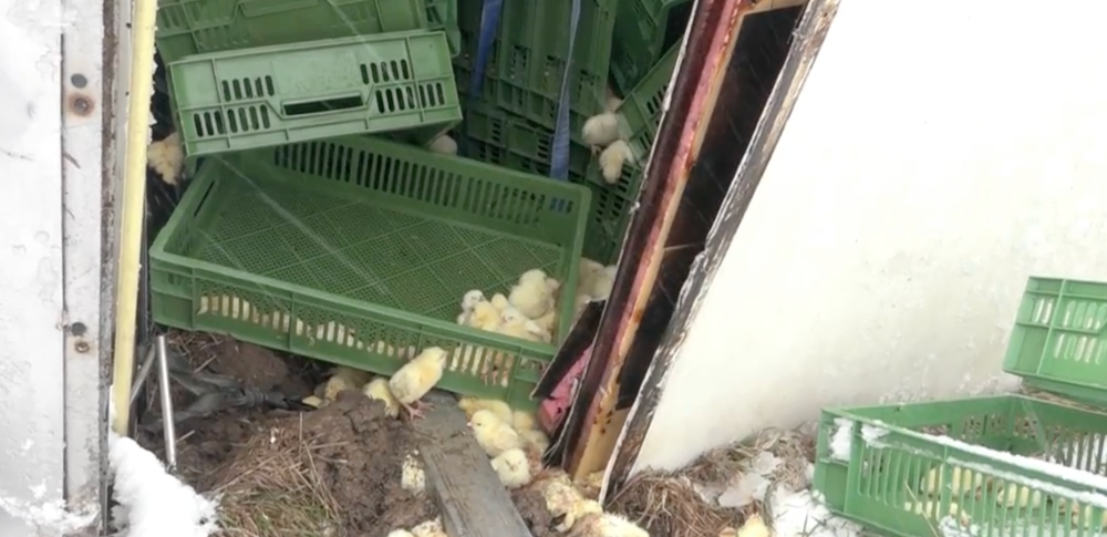 Kamión plný kuriatok zišiel z cesty