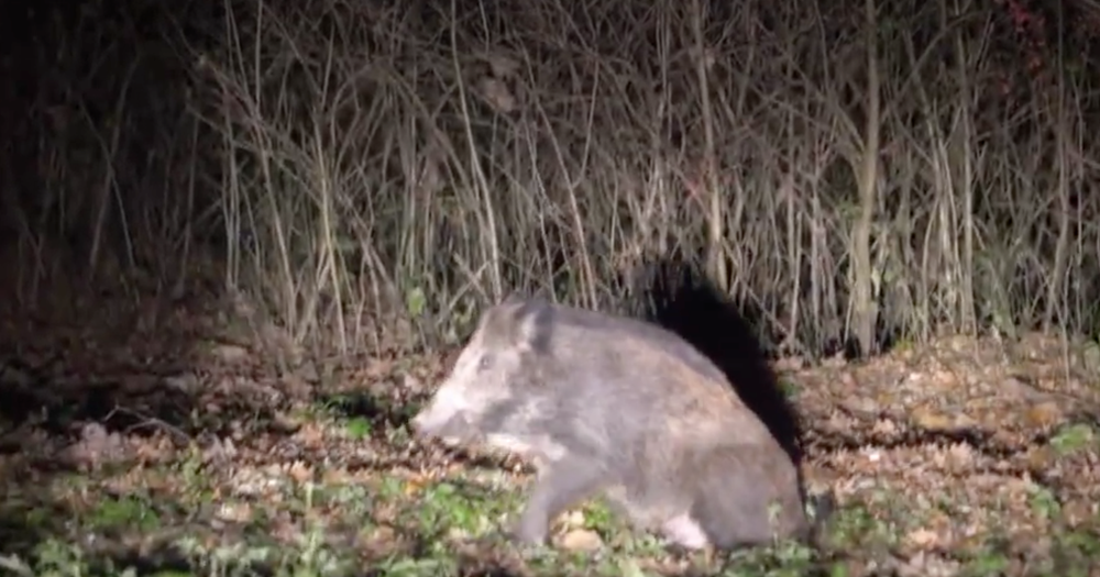 Diviaky na návšteve v Košiciach