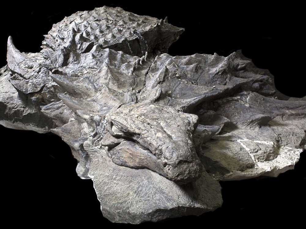 nodosaurus